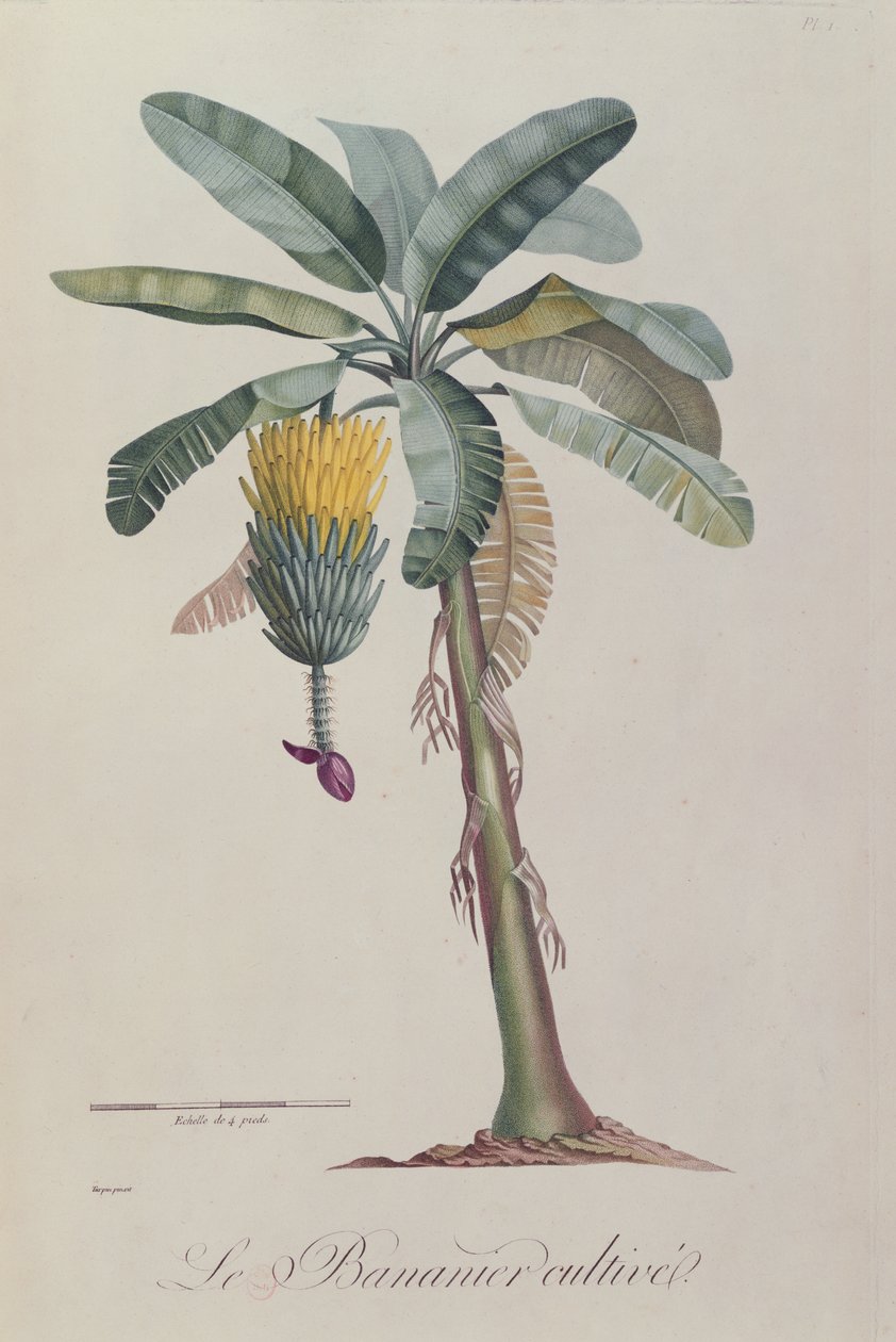 Banantreet, fra 