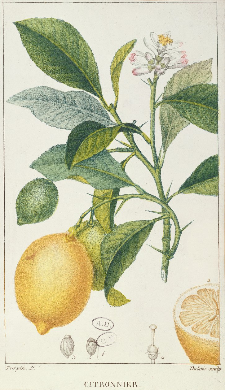 Sitrontreet, gravert av Dubois, ca. 1820 av Pierre Jean Francois Turpin