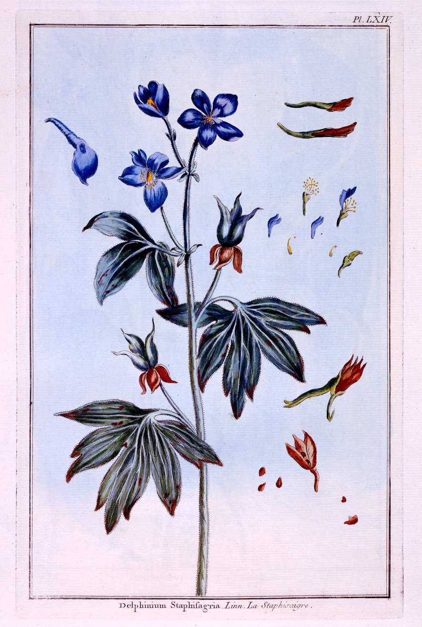 Delphinium av Pierre Joseph Buchoz