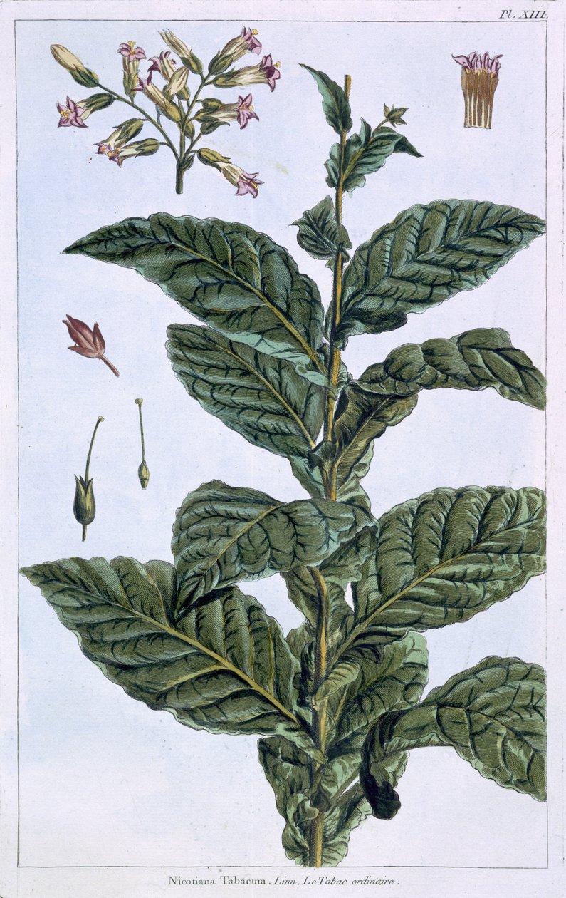 Tobakksplante, plate 7, fra 
