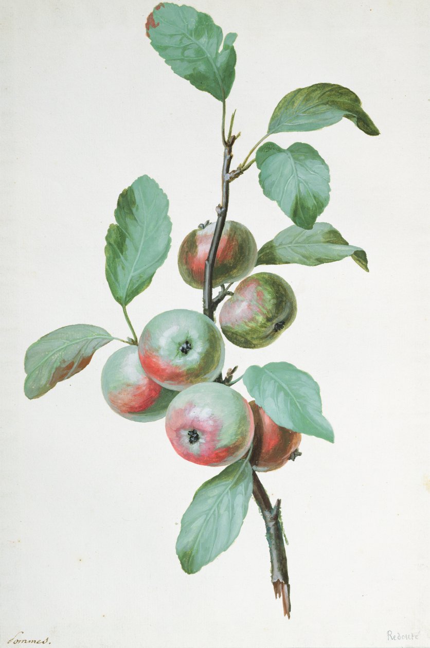 Epler av Pierre Joseph Redouté