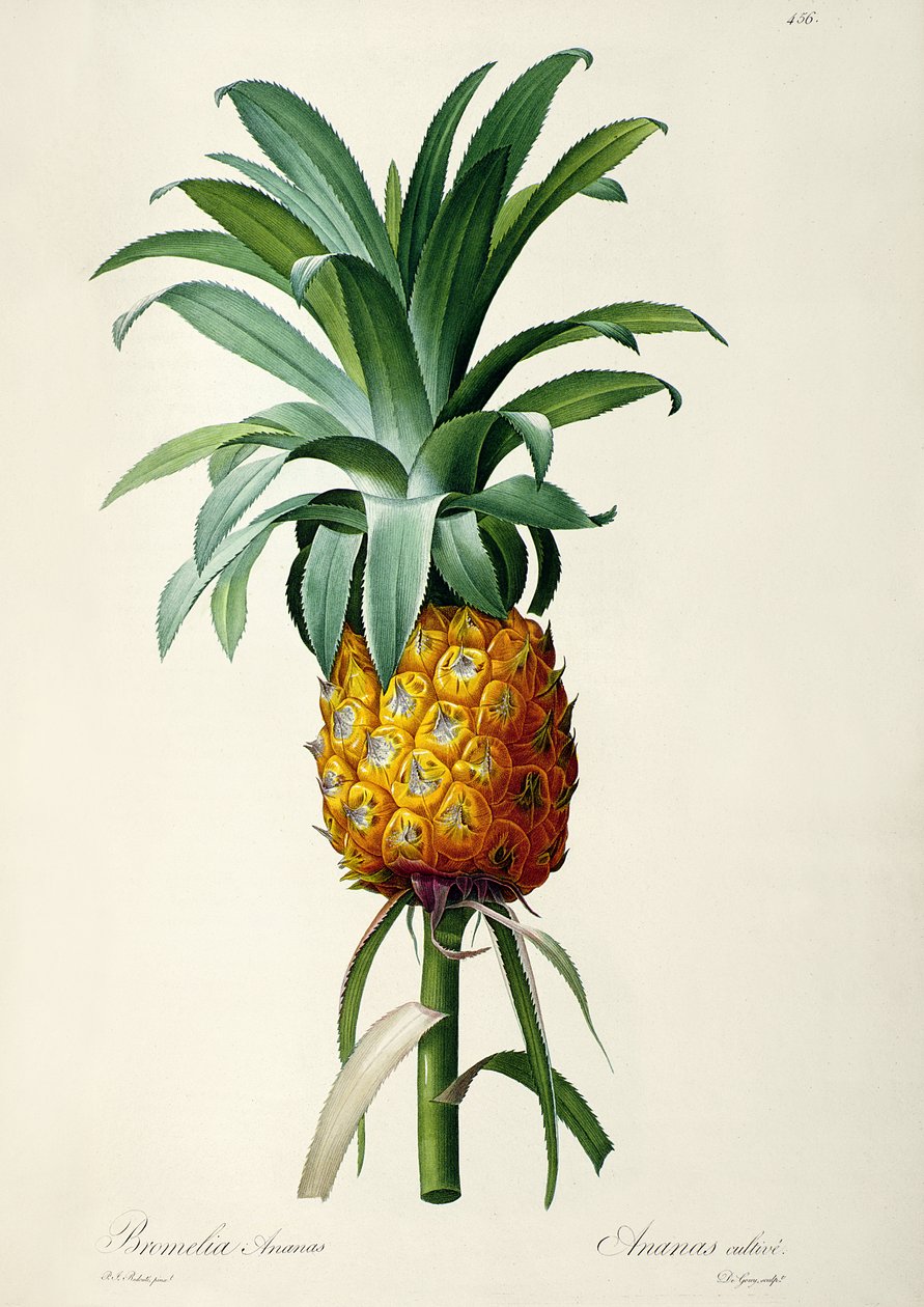 Bromeliad ananas, fra 'Les Bromeliacees' av Pierre Joseph Redouté