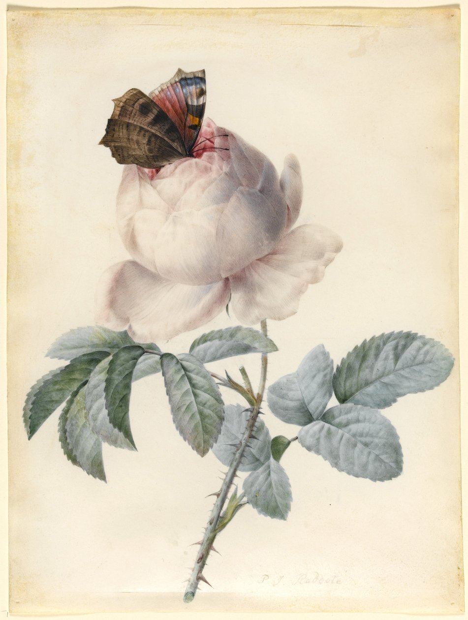 Centifolia Rose med påfugl sommerfugl (wc og kroppsfarge på vellum) av Pierre Joseph Redouté