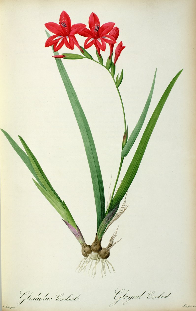 Kardinal Gladiolus, fra 