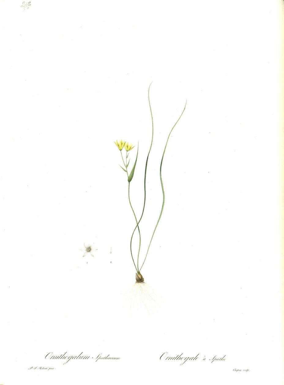 Illustrasjon av Gagea spathacea (Orig. Ornithogalum spathaceum) av Pierre Joseph Redouté