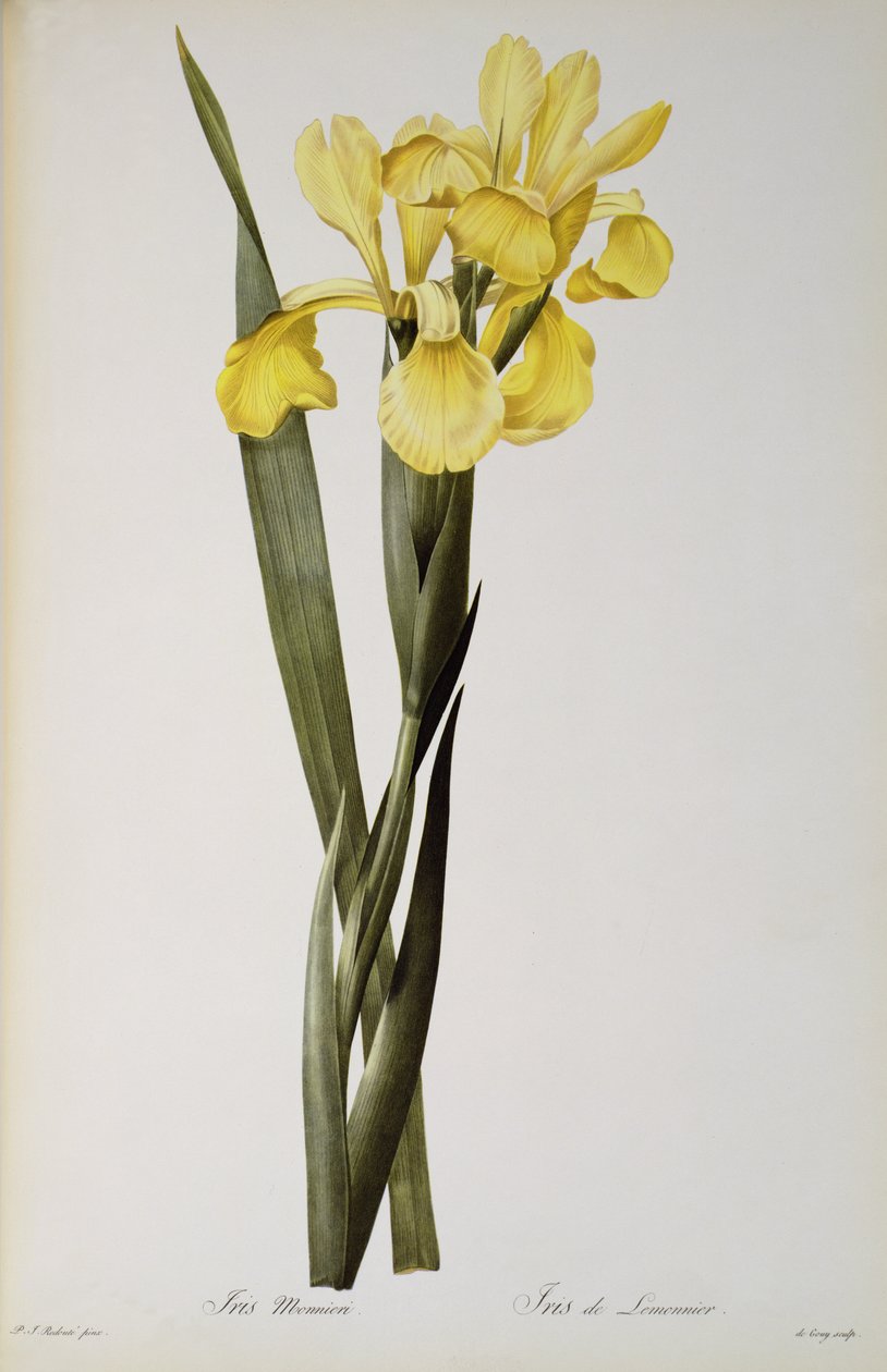 Iris Monnieri, fra `Les Liliacees