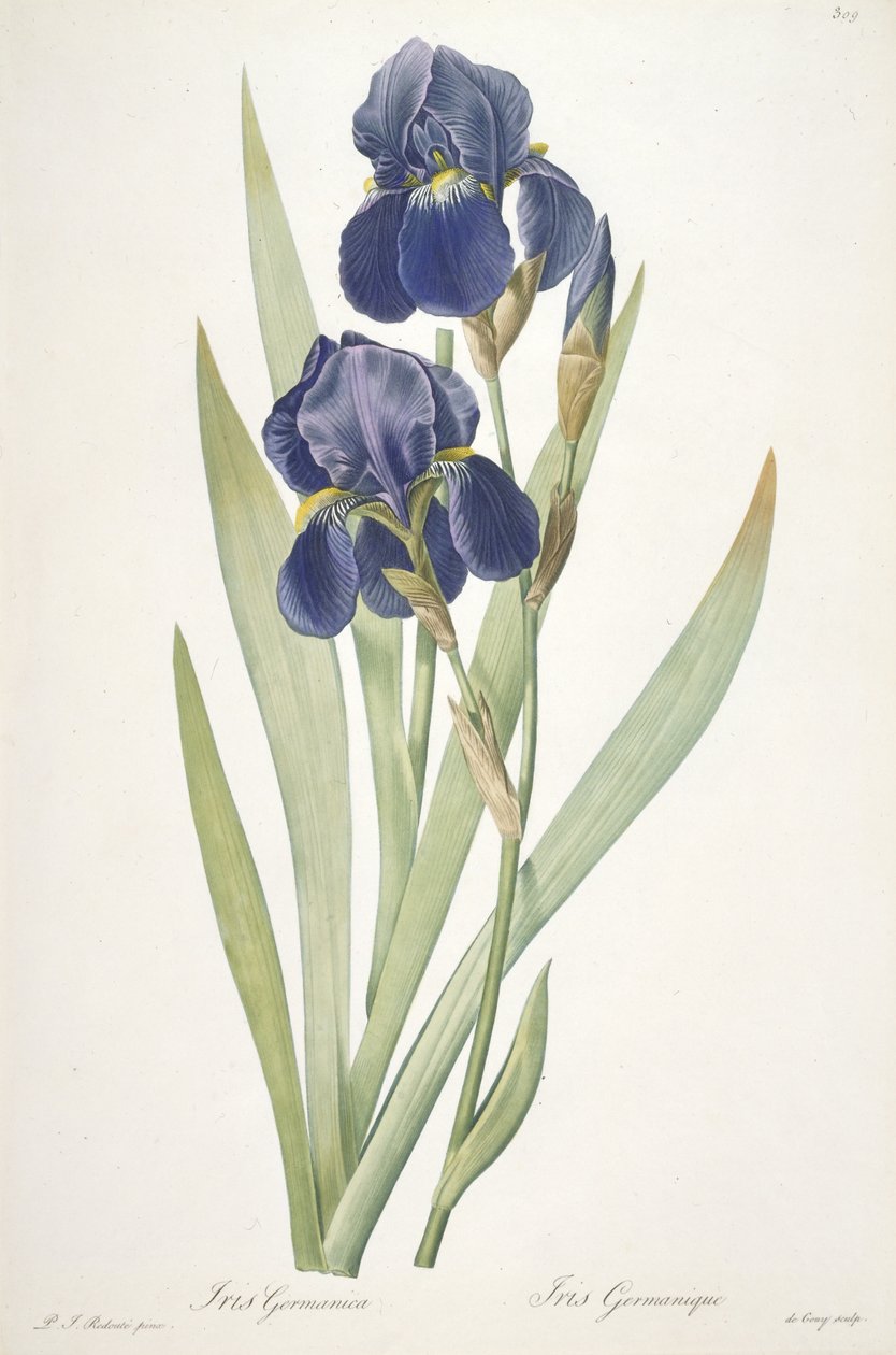 Iris germanica (skjeggete iris), 1812 av Pierre Joseph Redouté