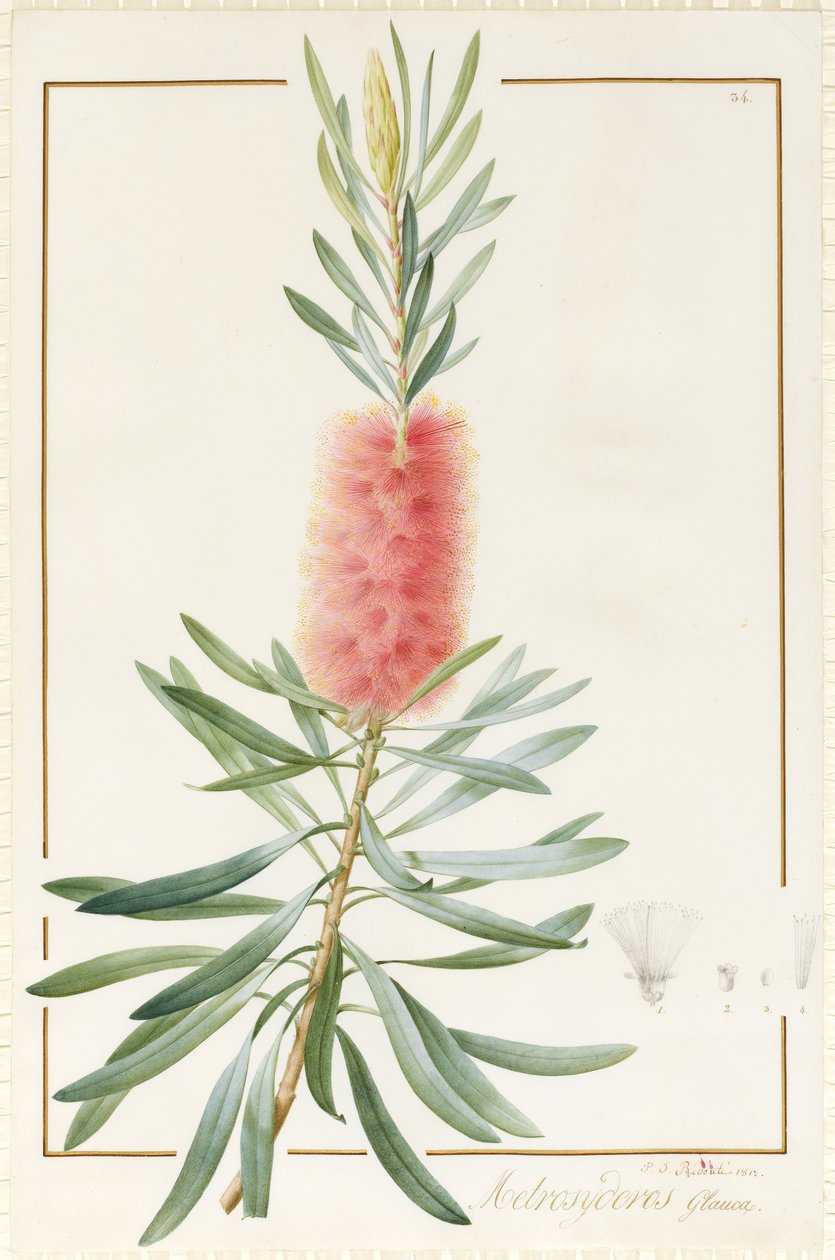 Metrosyderos Glauca, 1812 (wc og kroppsfarge over grafitt på vellum) av Pierre Joseph Redouté