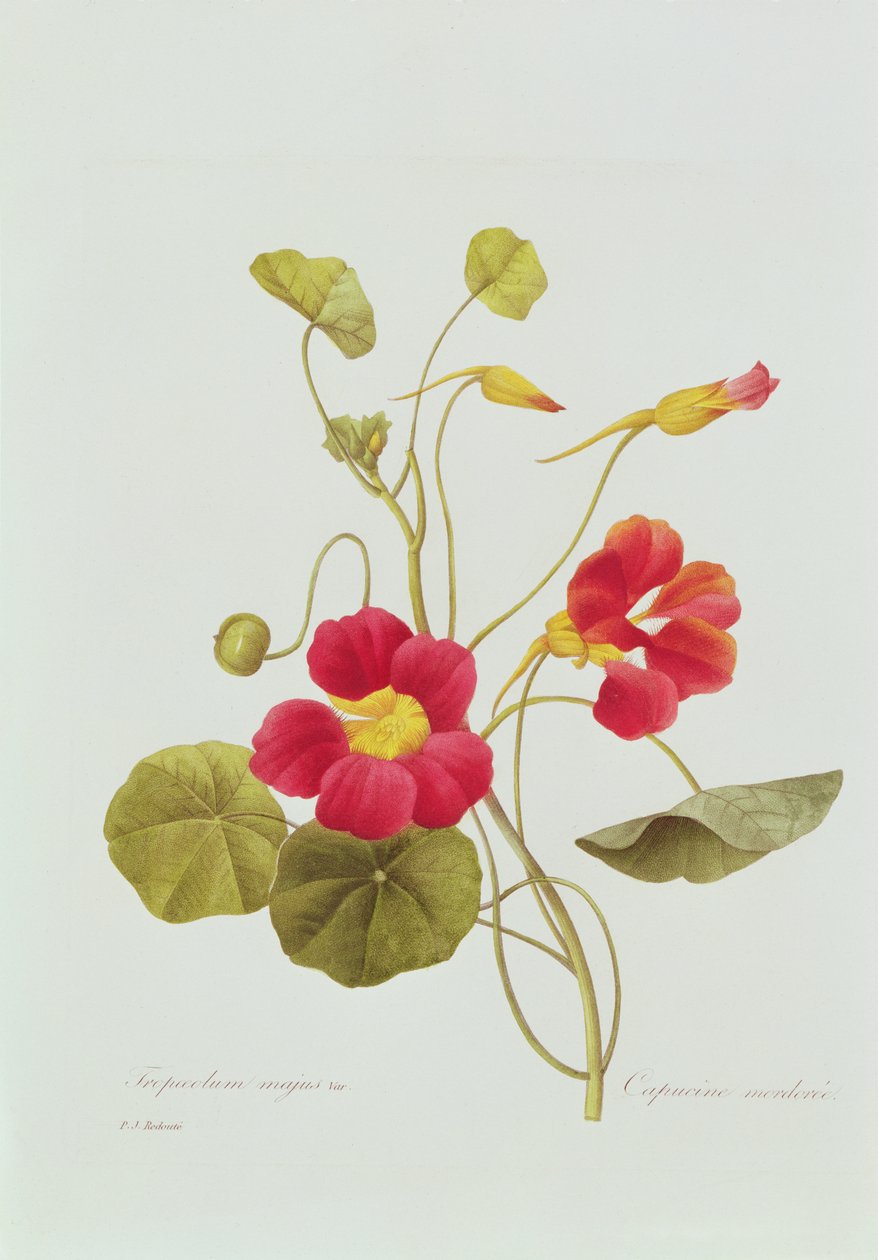 Nasturtium (farget gravering) av Pierre Joseph Redouté