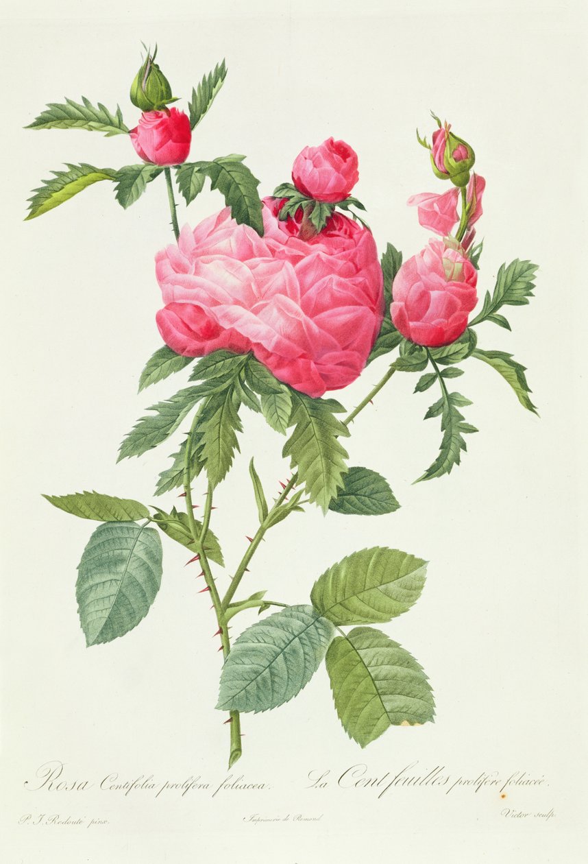 Rosa Centifolia Prolifera Foliacea av Pierre Joseph Redouté