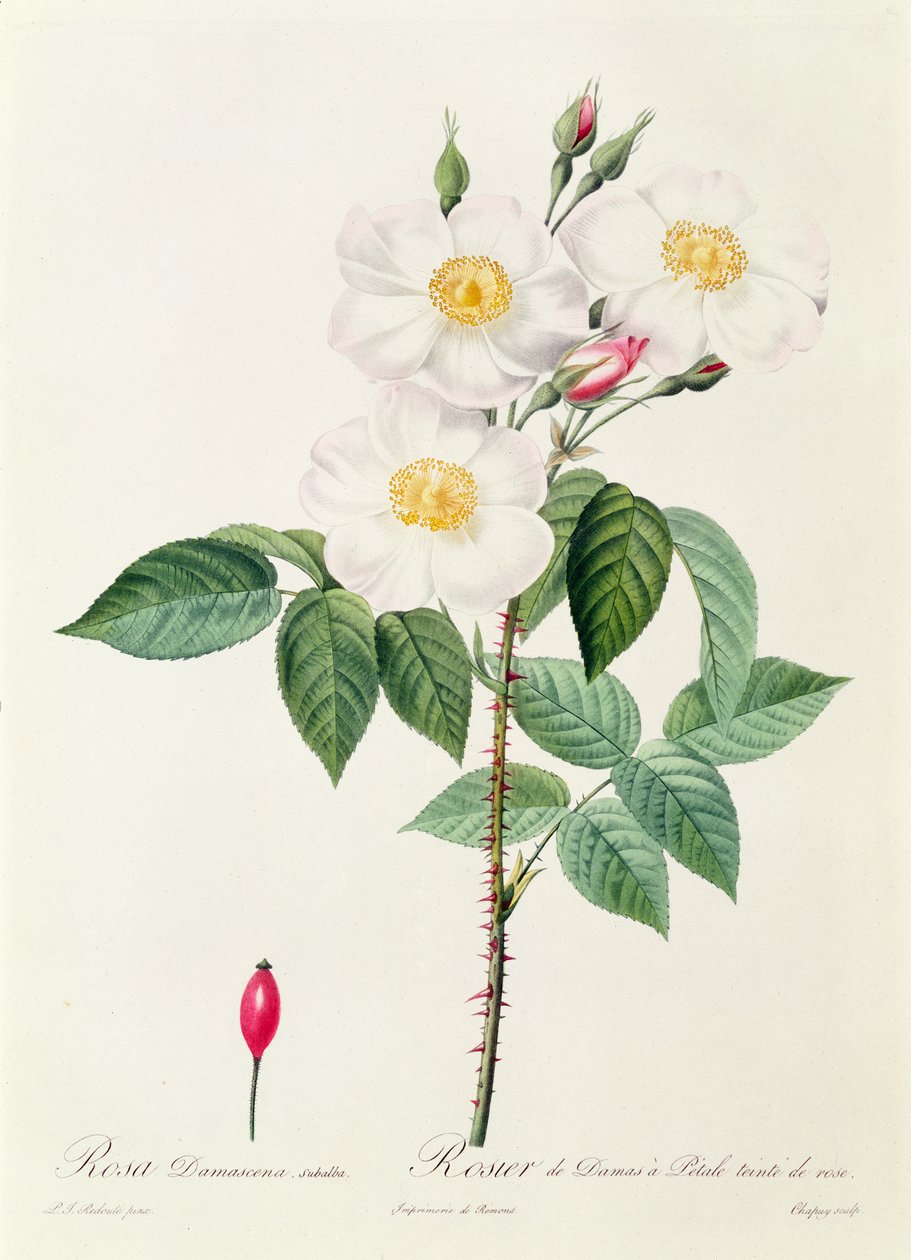 Rosa Damascena Subalba av Pierre Joseph Redouté
