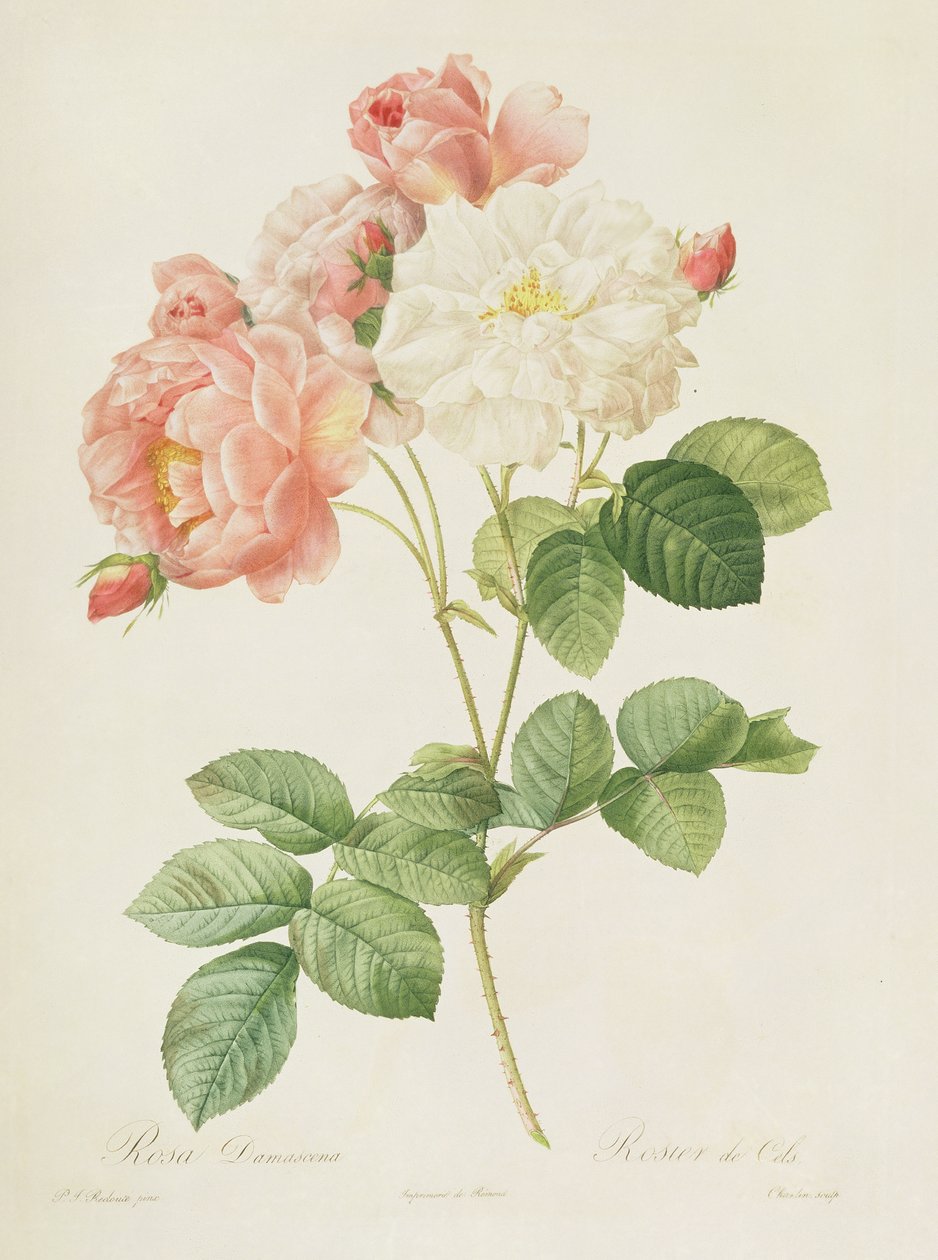 Rosa Damascena, fra 