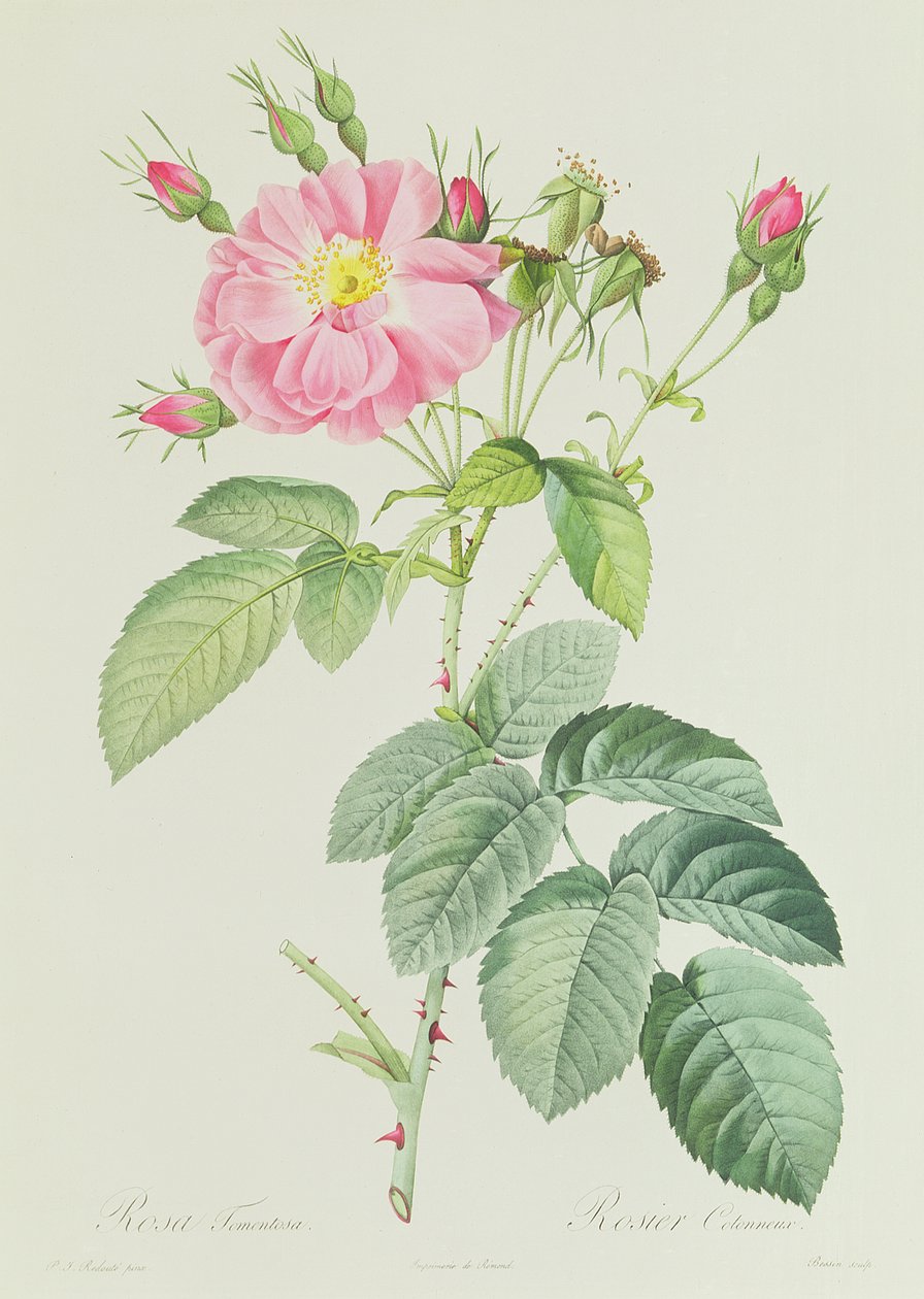 Rose Fransk Rosea Flora av Pierre Joseph Redouté