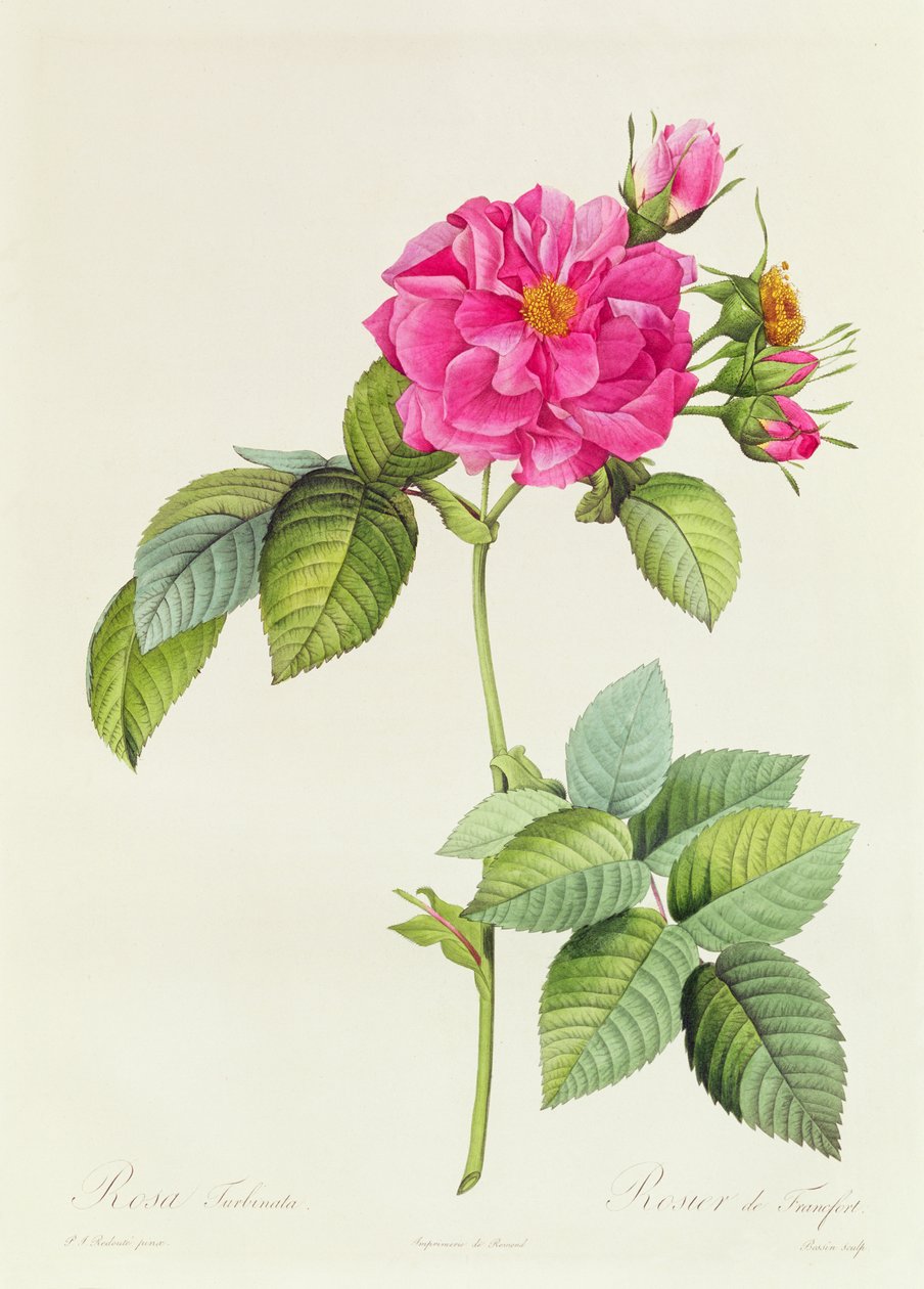 Rosa Turbinata av Pierre Joseph Redouté