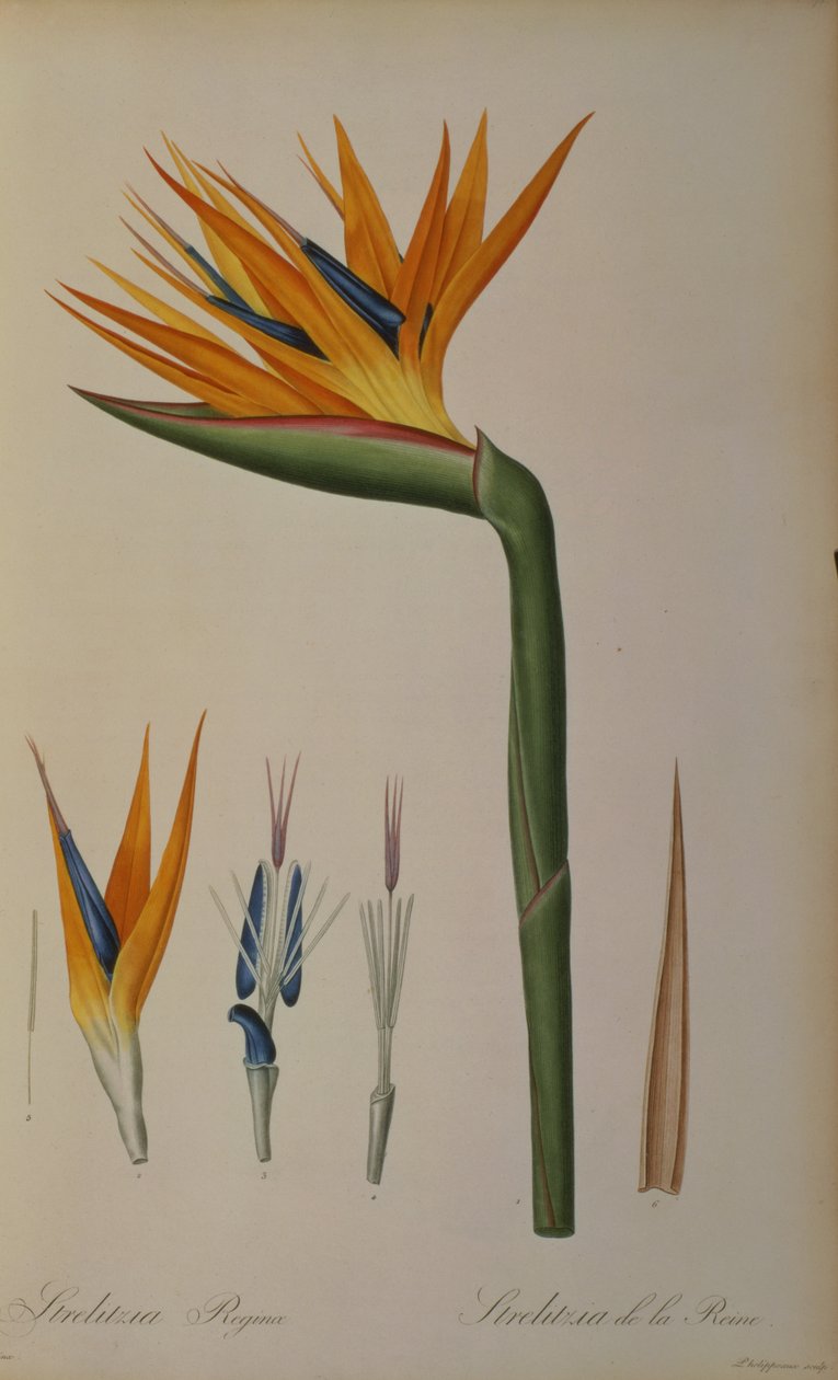 Queen Strelitzia, fra 