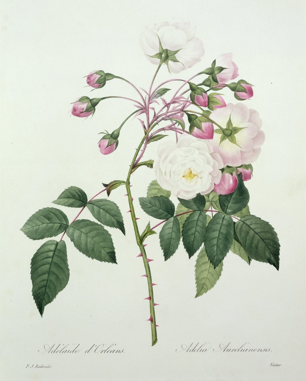 Adelia aurelianensis, gravert av Victor, fra 'Choice of the Most Beautiful Flowers', 1827 av Pierre Joseph Redouté
