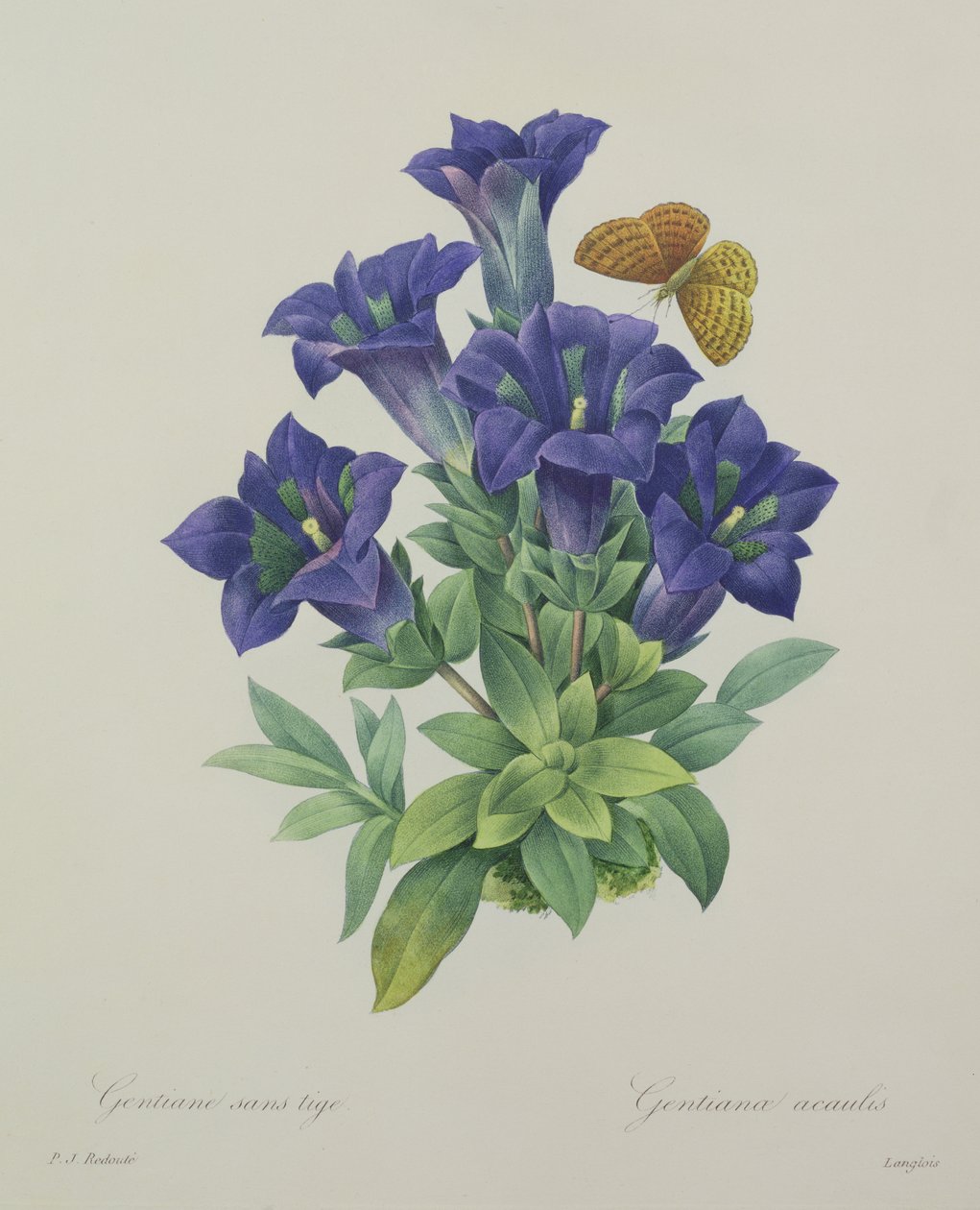 Gentiana acaulis (trompetgentian), gravert av Langlois, fra 