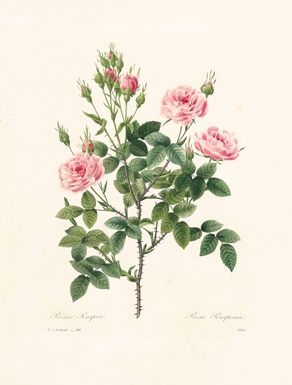 Rosa Pomponia, gravert av Victor, fra 