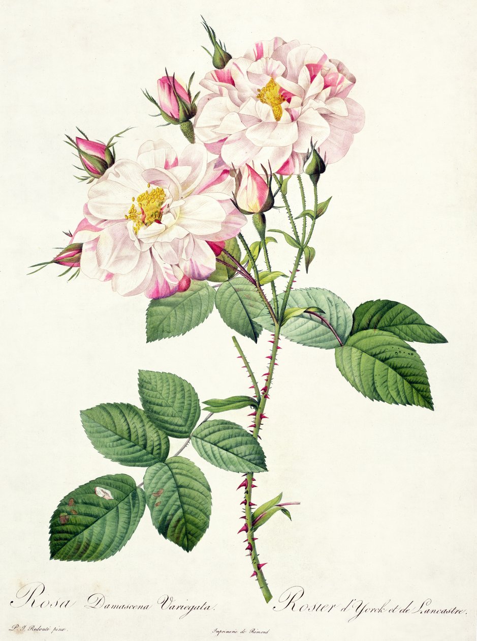 Rosa damascena variegata (York og Lancaster rose), gravert av Bessin, fra 