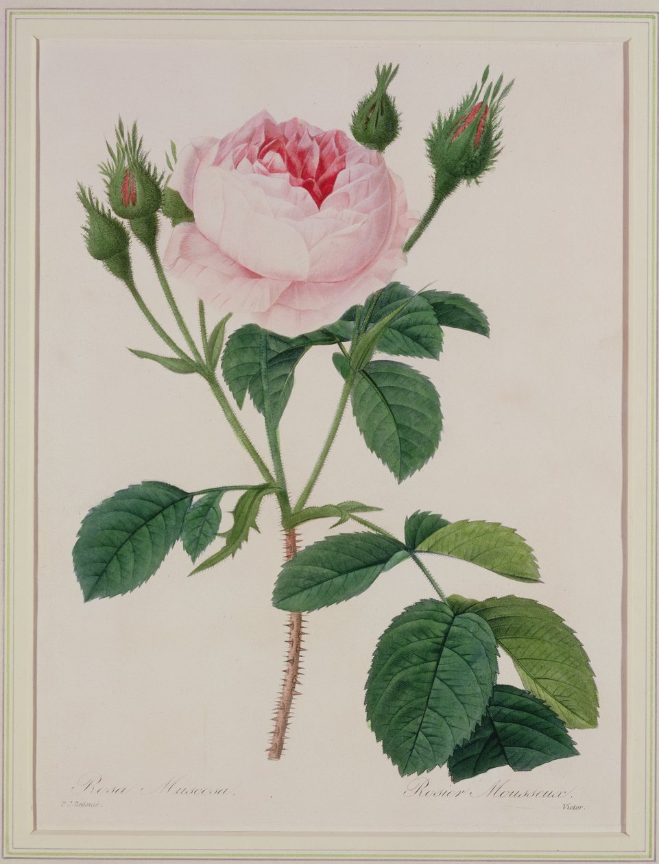 Rosa muscosa (moserose), gravert av Victor, fra 'Choice of the Beautiful Flowers', 1827 av Pierre Joseph Redouté