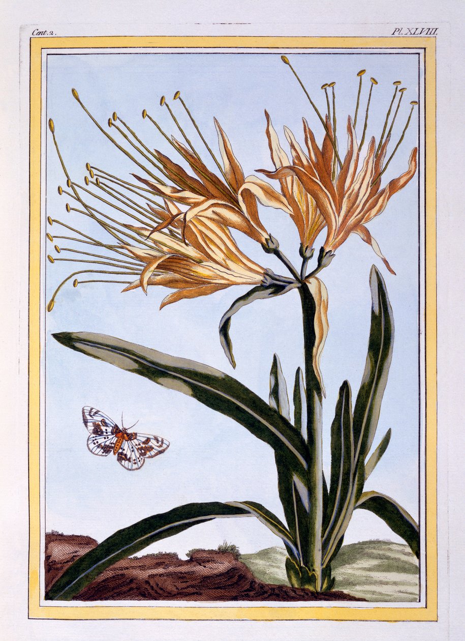 Lily, ca. 1766 (håndfarget gravering) av Pierre Joseph Buchoz