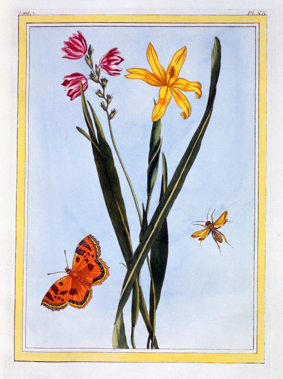 Søramerikansk Ixia, ca. 1766 (håndfarget gravering) av Pierre Joseph Buchoz
