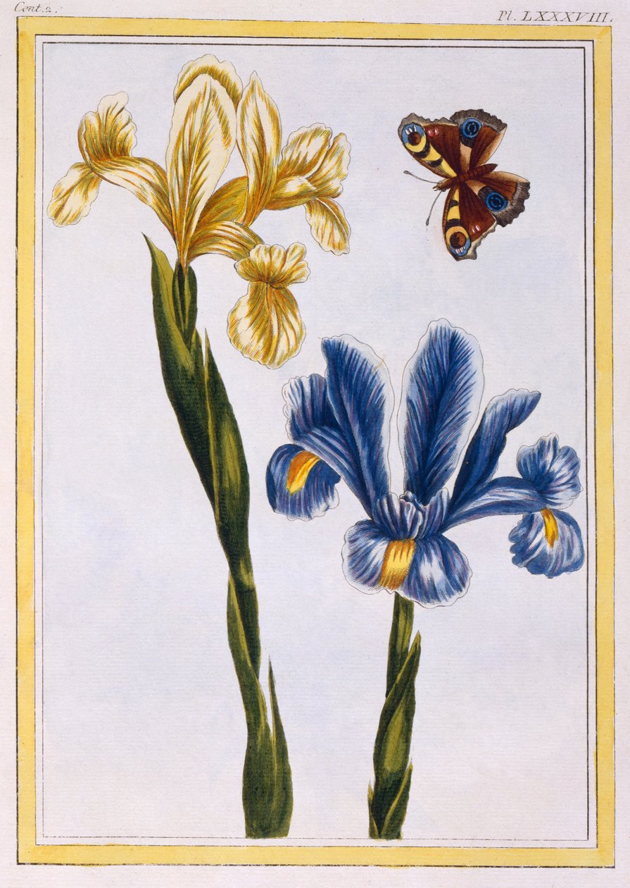 Gule og fiolette iriser, ca. 1776 (håndfarget gravering) av Pierre Joseph Buchoz
