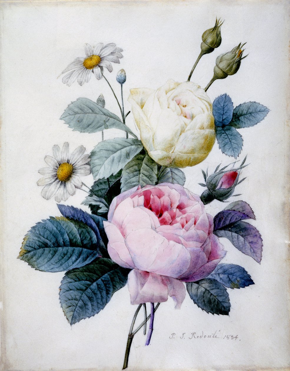 Bouquet of Roses with Daisies, utgitt 1834 (stippgravering håndfarget) av Pierre Joseph Redouté