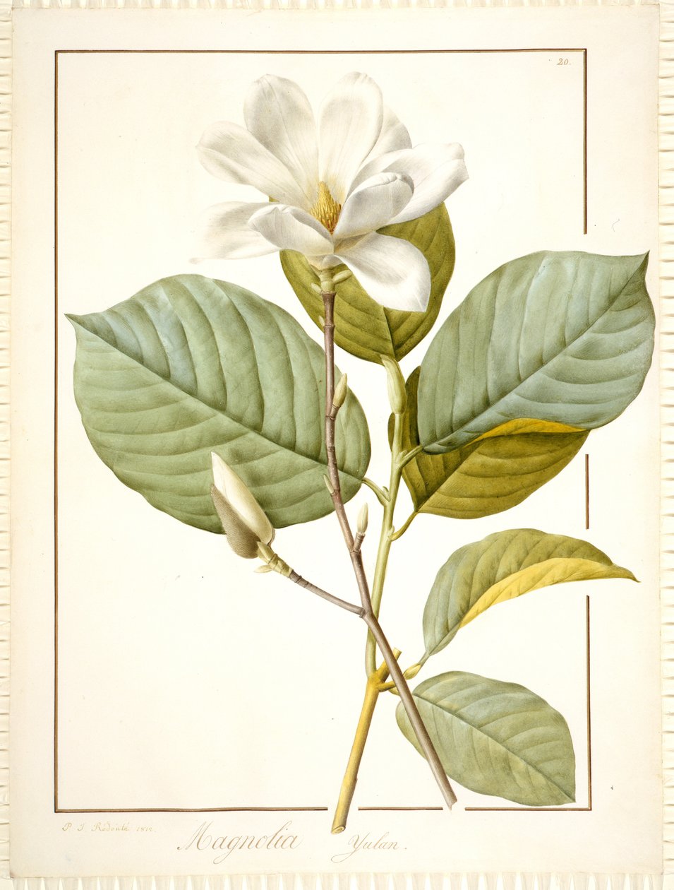 Magnolia Yulan, Magnolia Denudata, 1812 (wc og kroppsfarge over spor av grafitt på vellum) av Pierre Joseph Redouté
