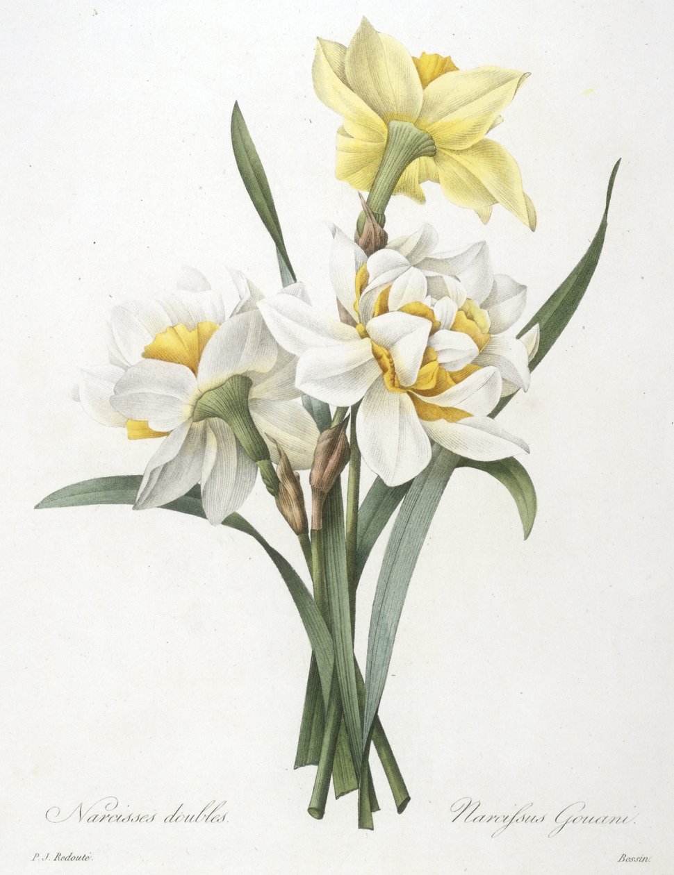 Narcissus gouani (dobbel påskelilje), 1827 av Pierre Joseph Redouté