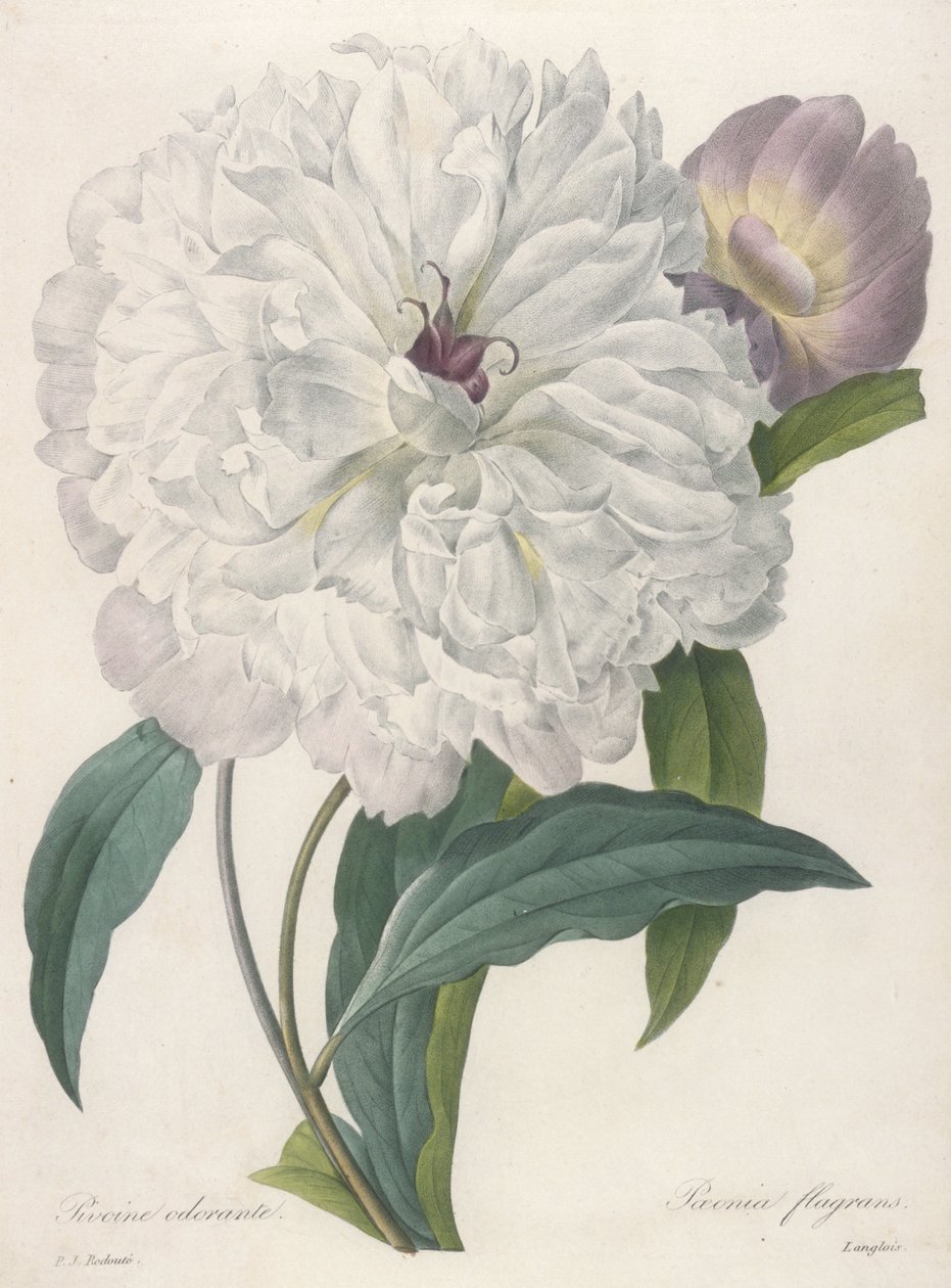 Paeonia flagans (Peon), 1827 av Pierre Joseph Redouté