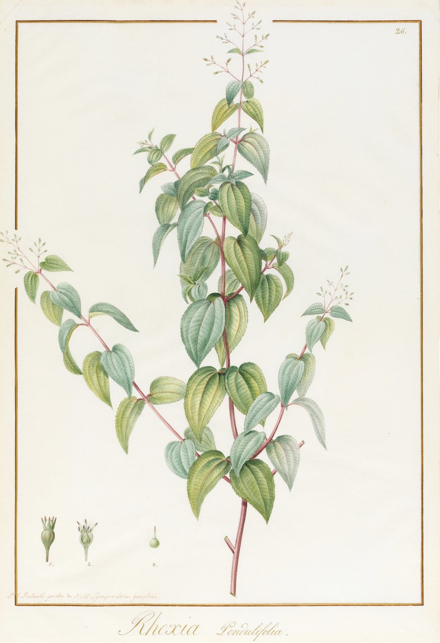 Rhexia Pendulifolia (wc og kroppsfarge over spor av grafitt på vellum) av Pierre Joseph Redouté