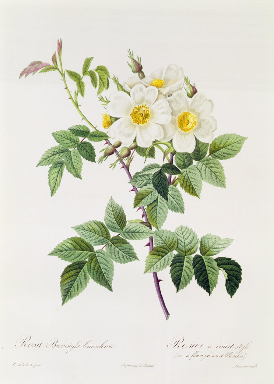 Troppen til Brevistyla Leucochroa av Pierre Joseph Redouté