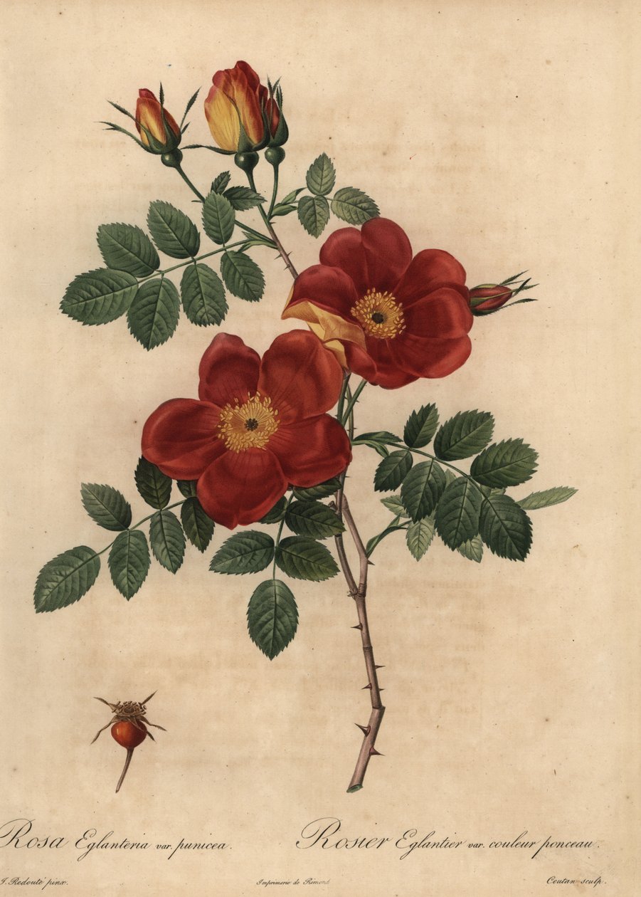 Kobberrose, Rosa eglanteria av Pierre Joseph Redouté