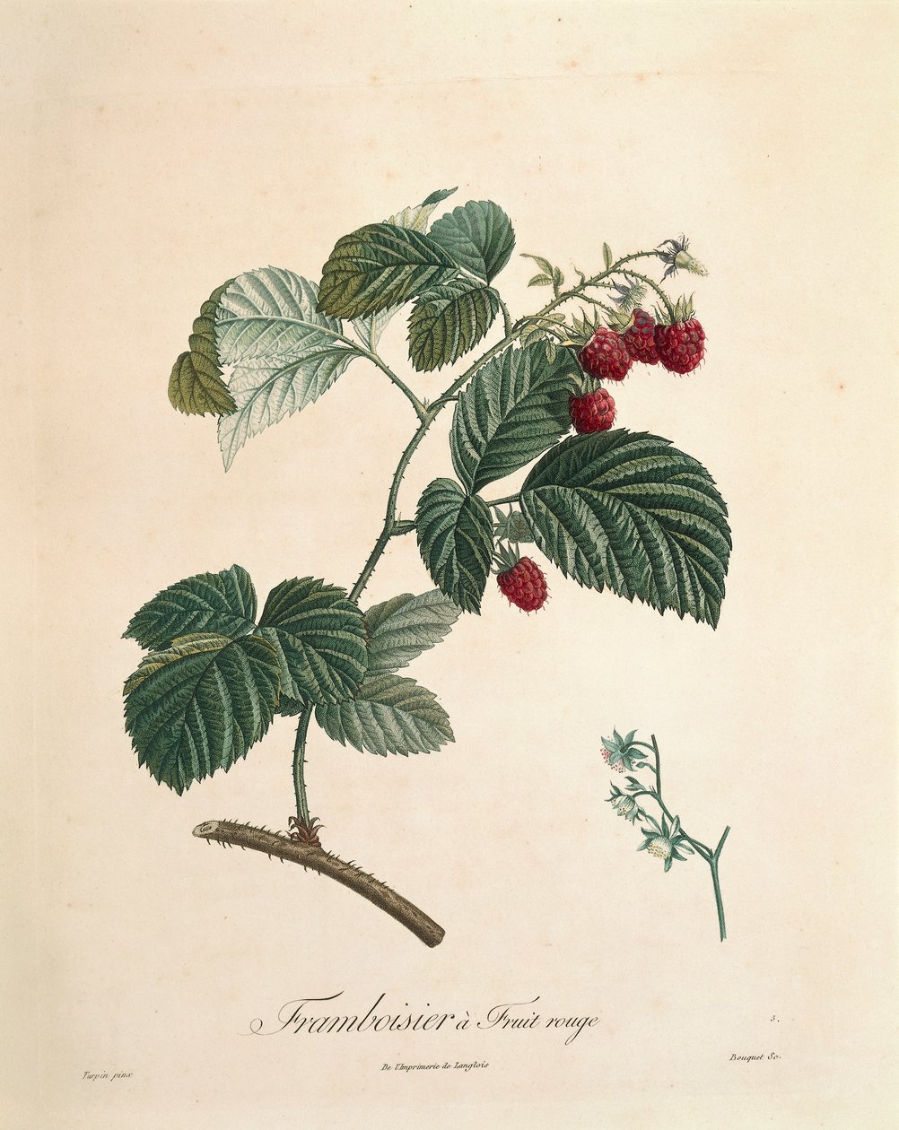 Bringebær av Pierre Joseph Redoute (1759-1840) av Pierre Joseph Redouté