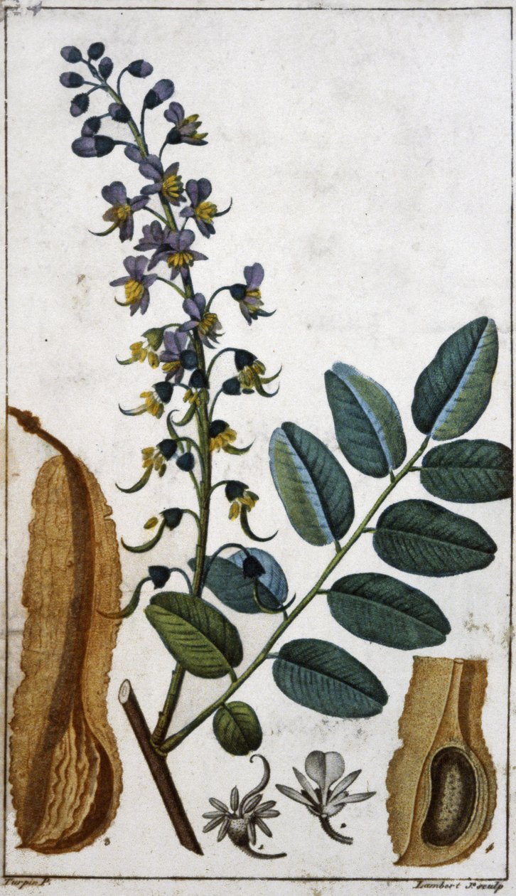 peruansk balsam av Pierre Jean Francois (after) Turpin