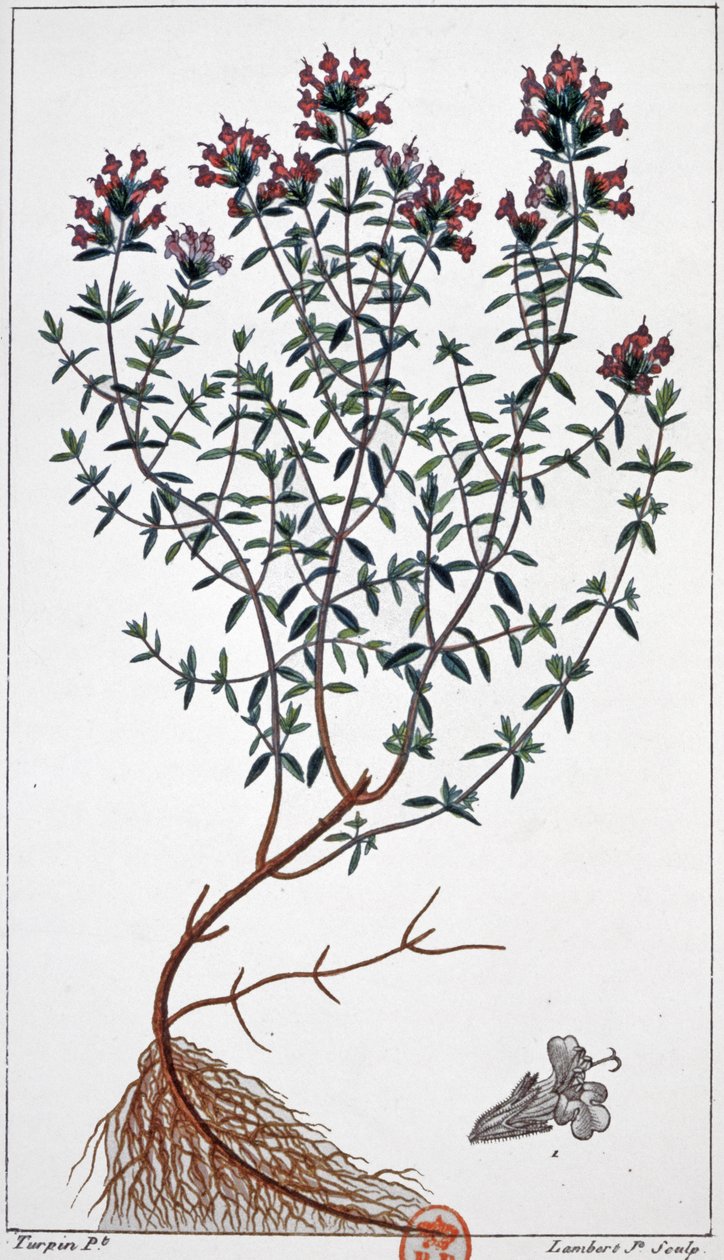Timian, ca. 1850 (gravering) av Pierre Jean Francois (after) Turpin