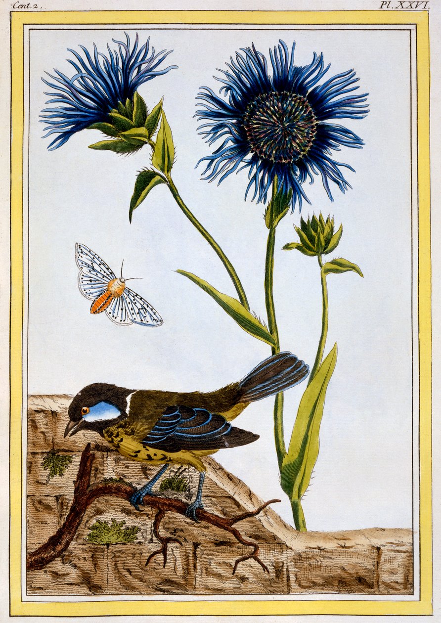 Kornblomst, pub. 1776. av Pierre Joseph Buchoz