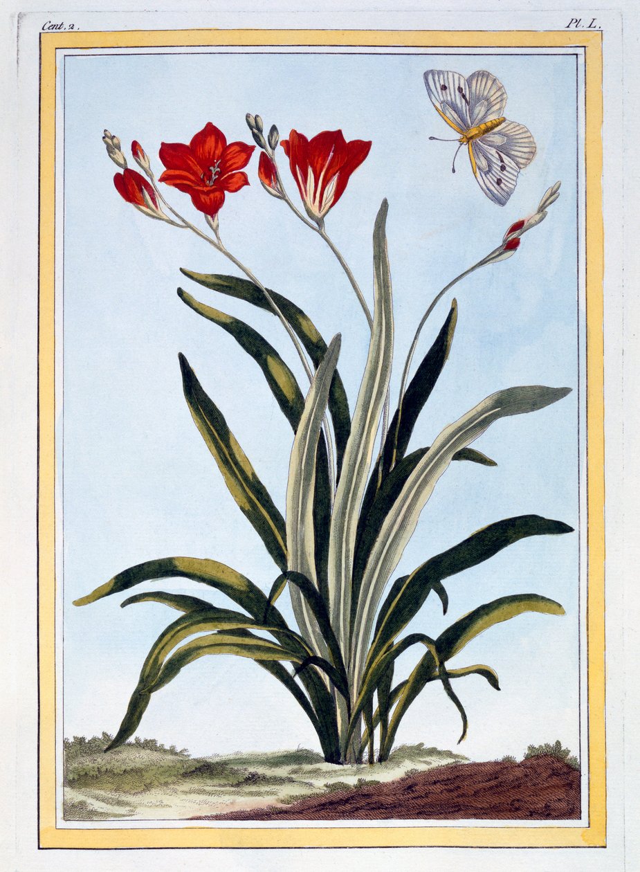 Cornlily, pub. 1776. av Pierre Joseph Buchoz