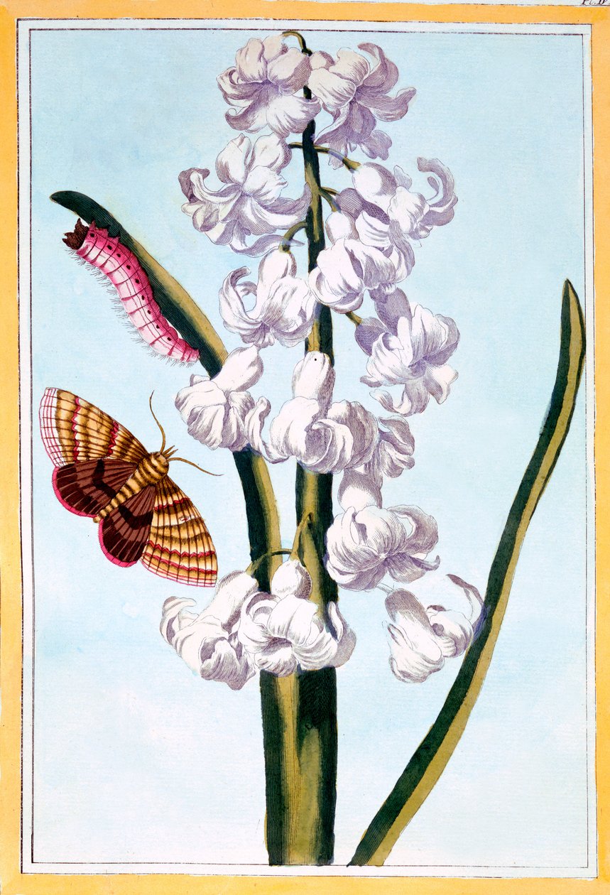 Hyacinth, ca. 1766 (håndfarget gravering) av Pierre Joseph Buchoz