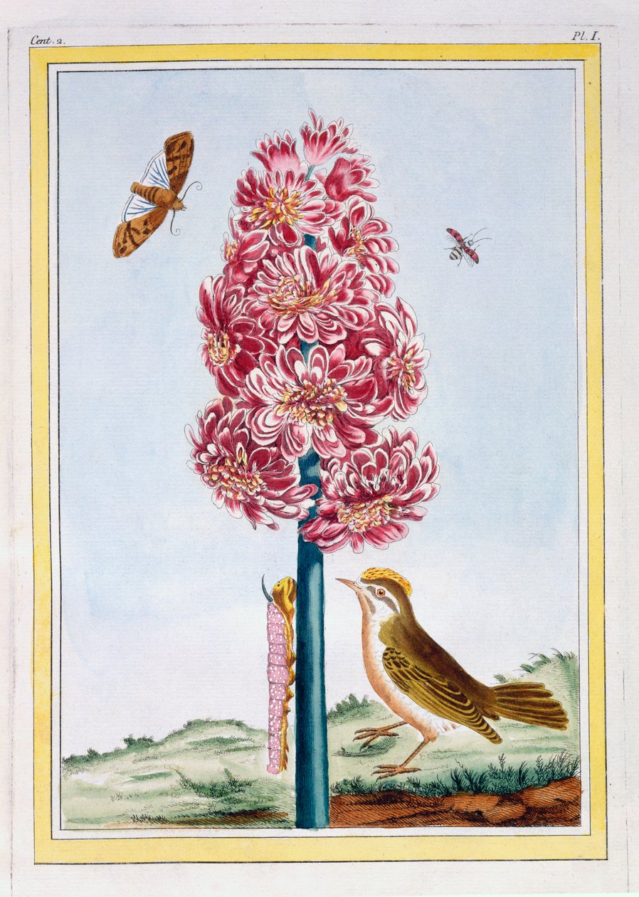 Hyacinth, pub. 1776. av Pierre Joseph Buchoz