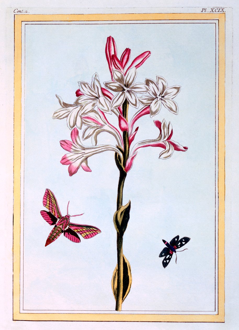The Tuberose, pub. 1776. av Pierre Joseph Buchoz