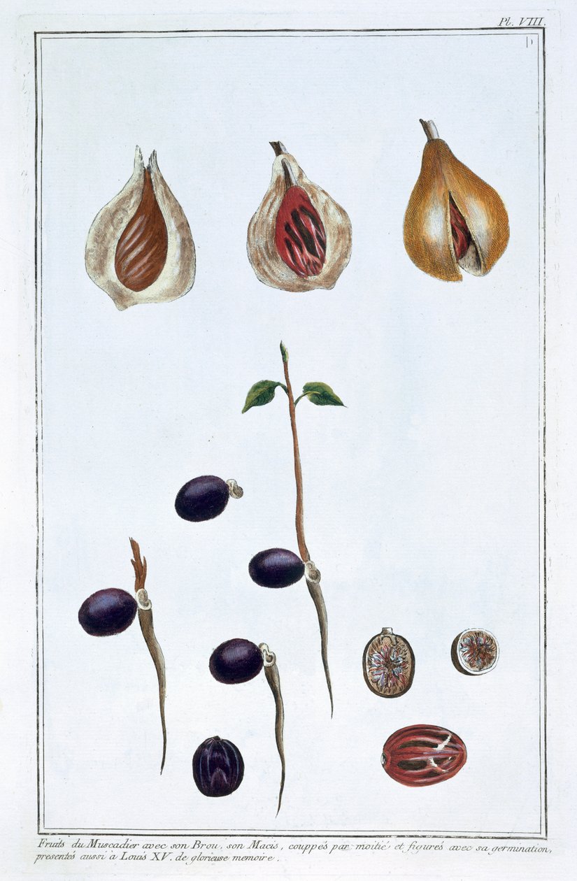 Nutmeg, c1751-1807 av Pierre Joseph Buchoz