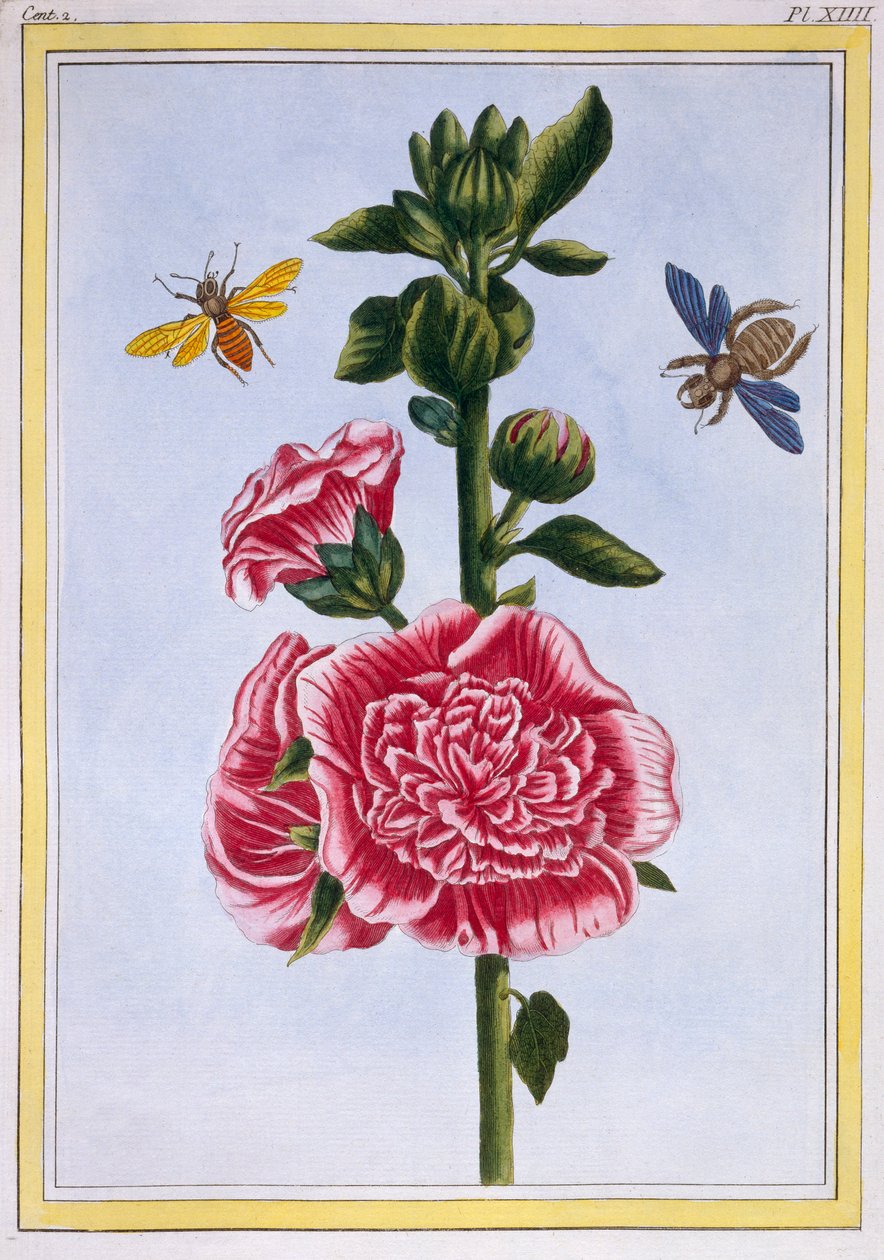 Passerose Hollyhock, pub. 1776. av Pierre Joseph Buchoz