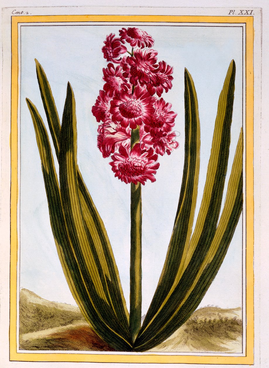 Royal Crimson, pub. 1776. av Pierre Joseph Buchoz