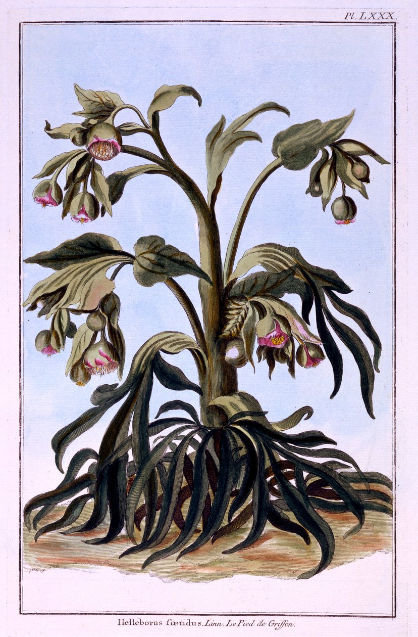 Stinkende Hellebore av Pierre Joseph Buchoz