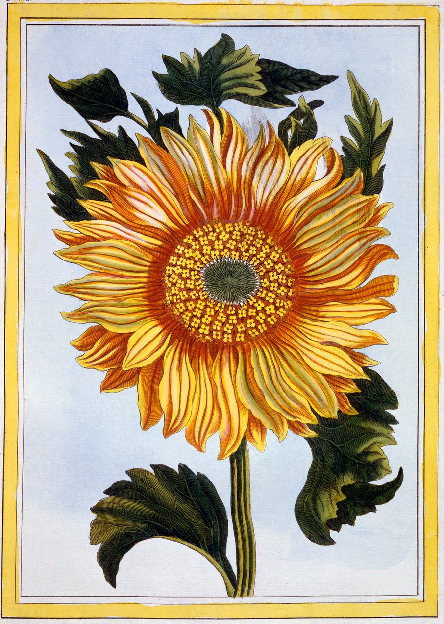 Solsikke, pub. 1776. av Pierre Joseph Buchoz