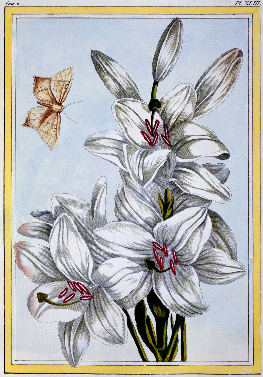 The Great White Lily, pub. 1776. av Pierre Joseph Buchoz