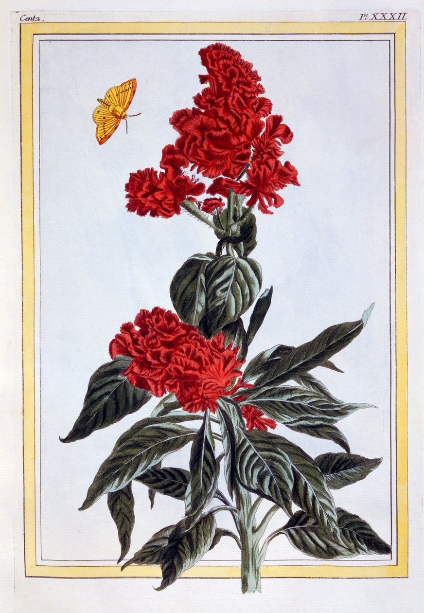 Variety of Amaranthus, pub. 1776. av Pierre Joseph Buchoz