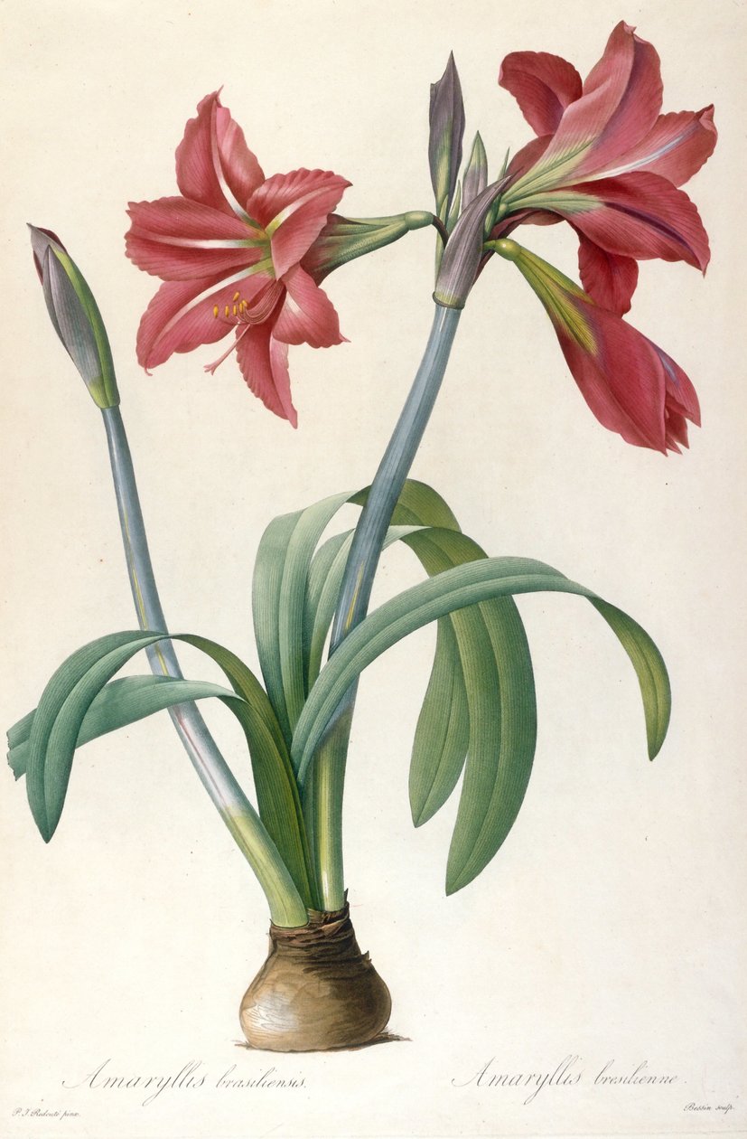 Amaryllis brasiliensis Brasiliansk amaryllis. av Pierre Joseph Redouté